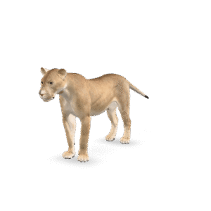 Realistic Lioness Model 3D Model