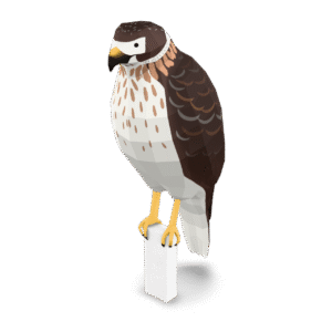 Stylized Hawk Perched 3D Model