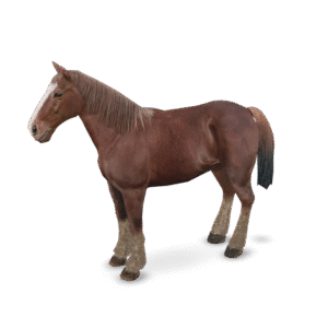 Draft Horse Model 3D Model