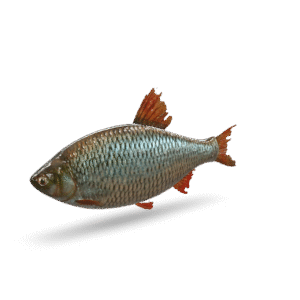 Common Rudd Fish 3D Model