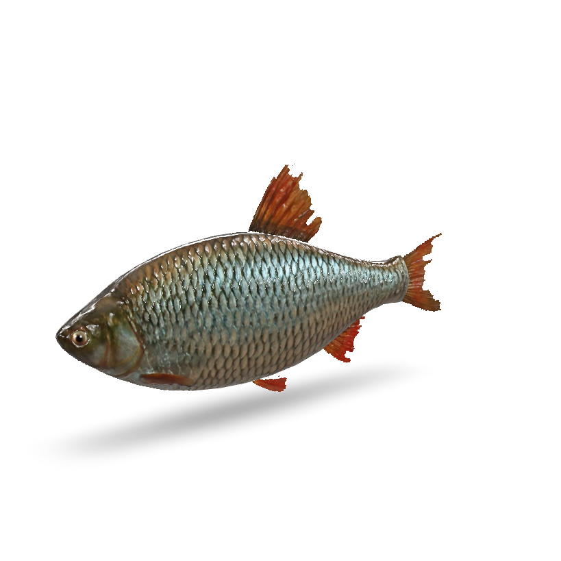 Common Rudd Fish 3D Model