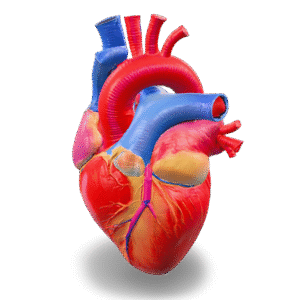 Detailed Human Heart 3D Model