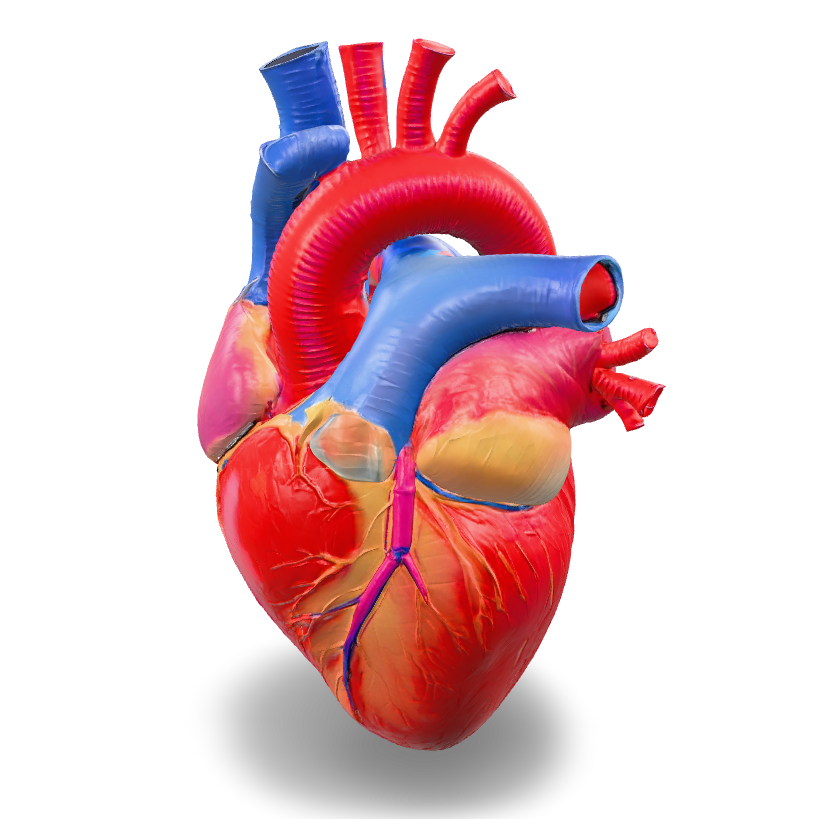 Detailed Human Heart 3D Model