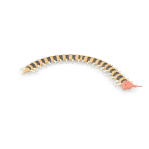 Stylized Centipede Creature 3D Model