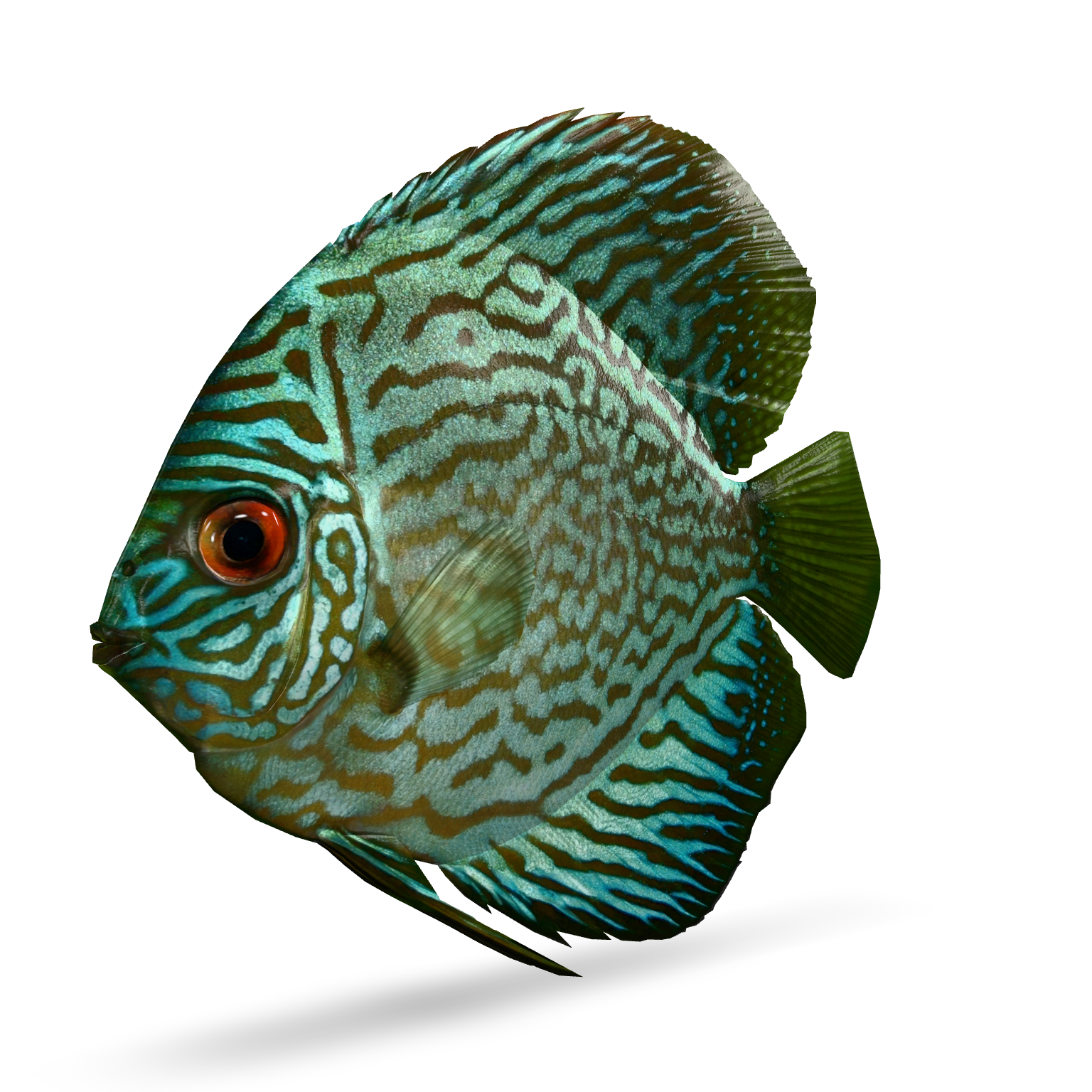 Discus Fish 3D Model