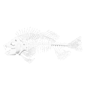 Fish Skeleton Anatomy 3D Model