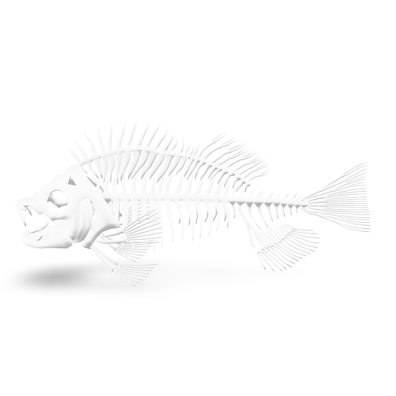 Fish Skeleton Anatomy 3D Model