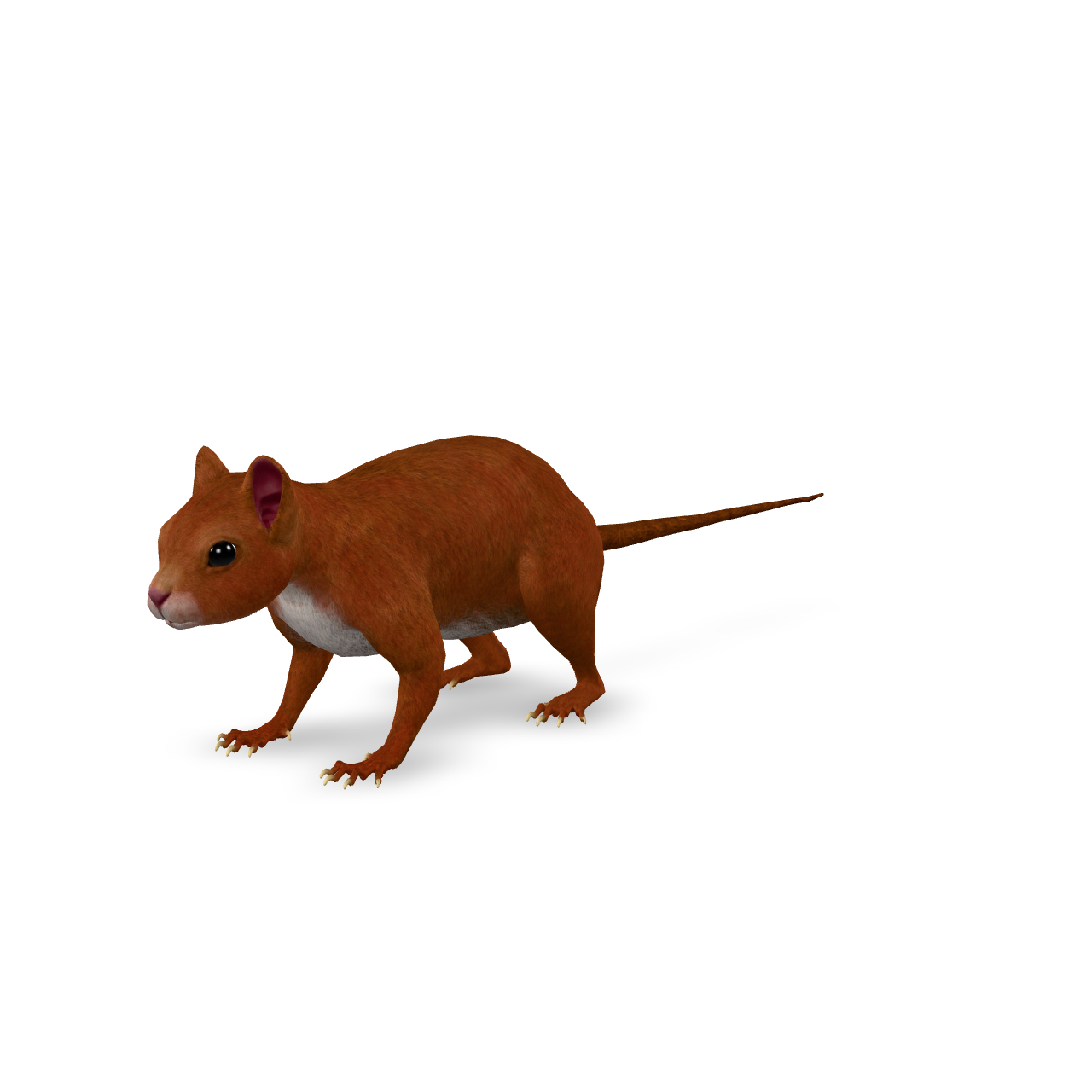 Dunnart Pouch Mouse 3D Model