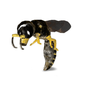Detailed Wasp Model 3D Model
