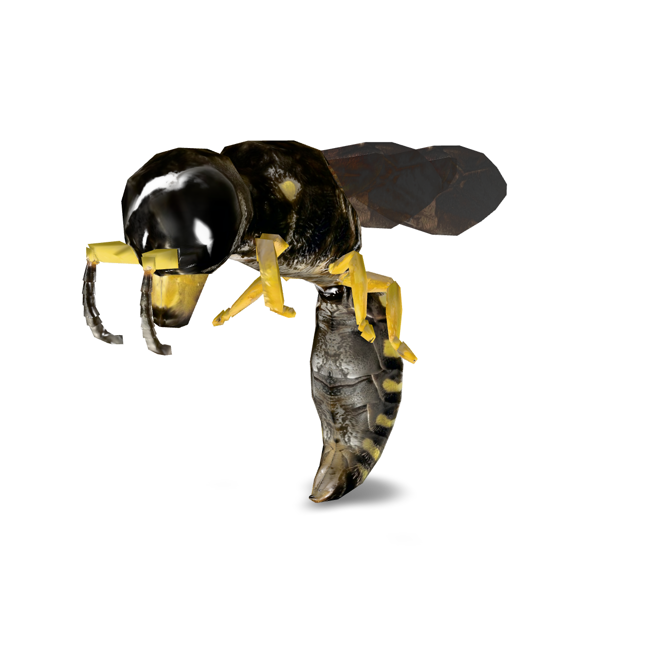 Detailed Wasp Model 3D Model