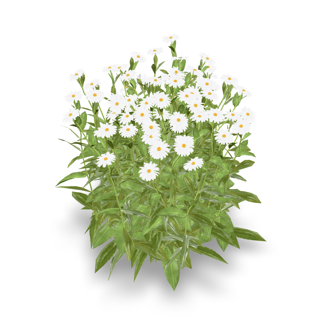 Daisy Flower Bush 3D Model