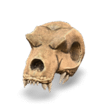Dinosaur Skull Model 3D Model